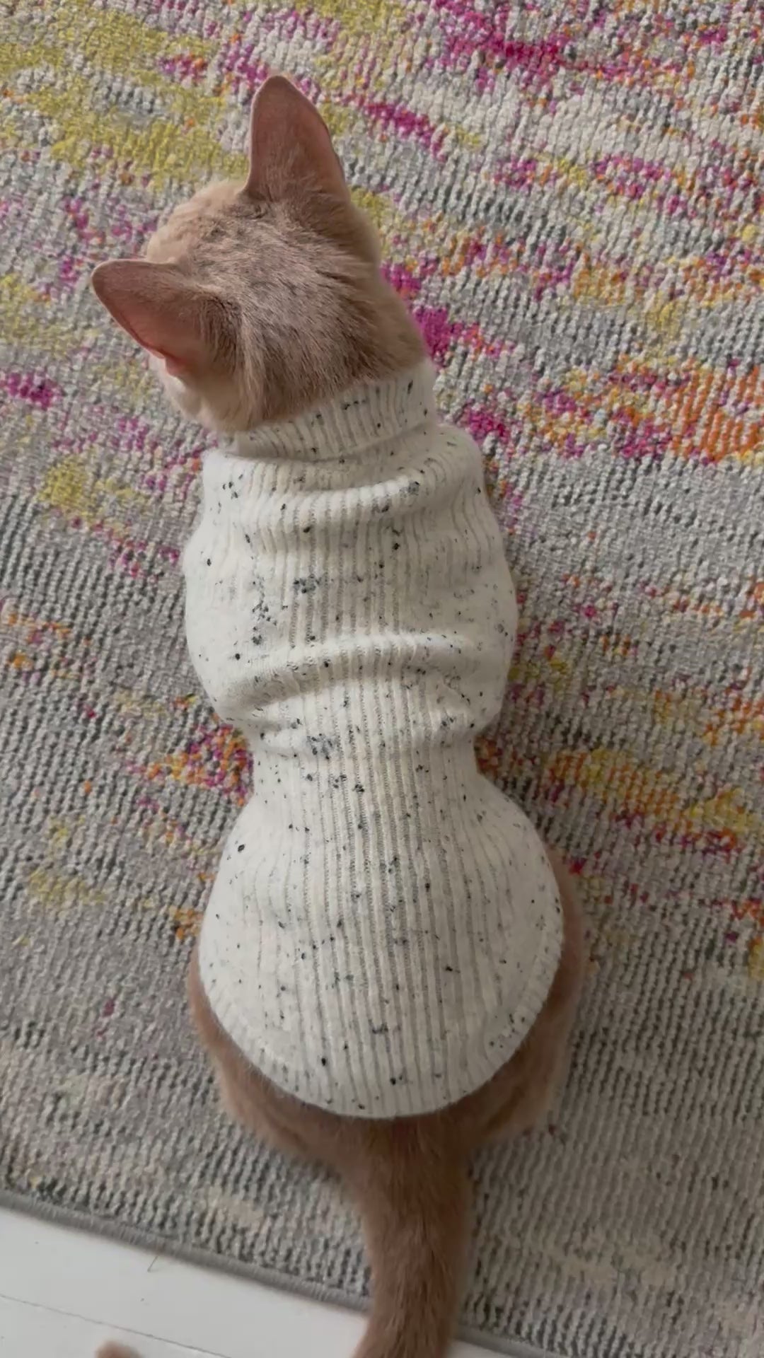 Cat in calming sweater showing the details of the sweater